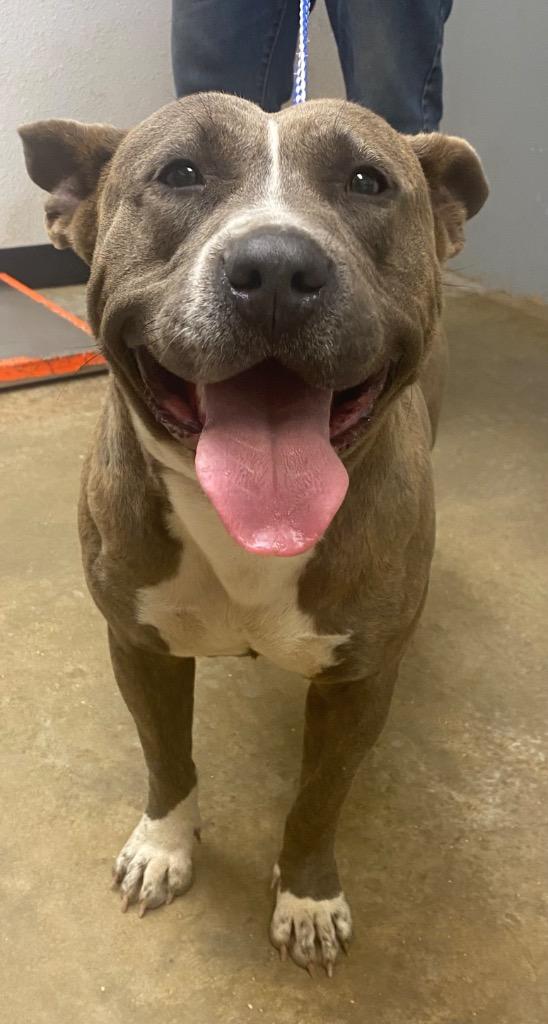 Enlarge Athena, a Adoptable Pit Bull Terrier in Lockhart, TX image 5/6
