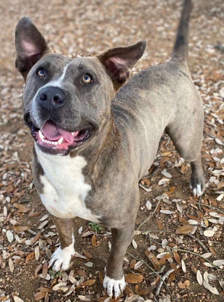 Enlarge Athena, a Adoptable Pit Bull Terrier in Lockhart, TX image 6/6