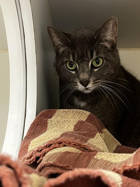 Angella, Adoptable, Adult Female Domestic Short Hair.