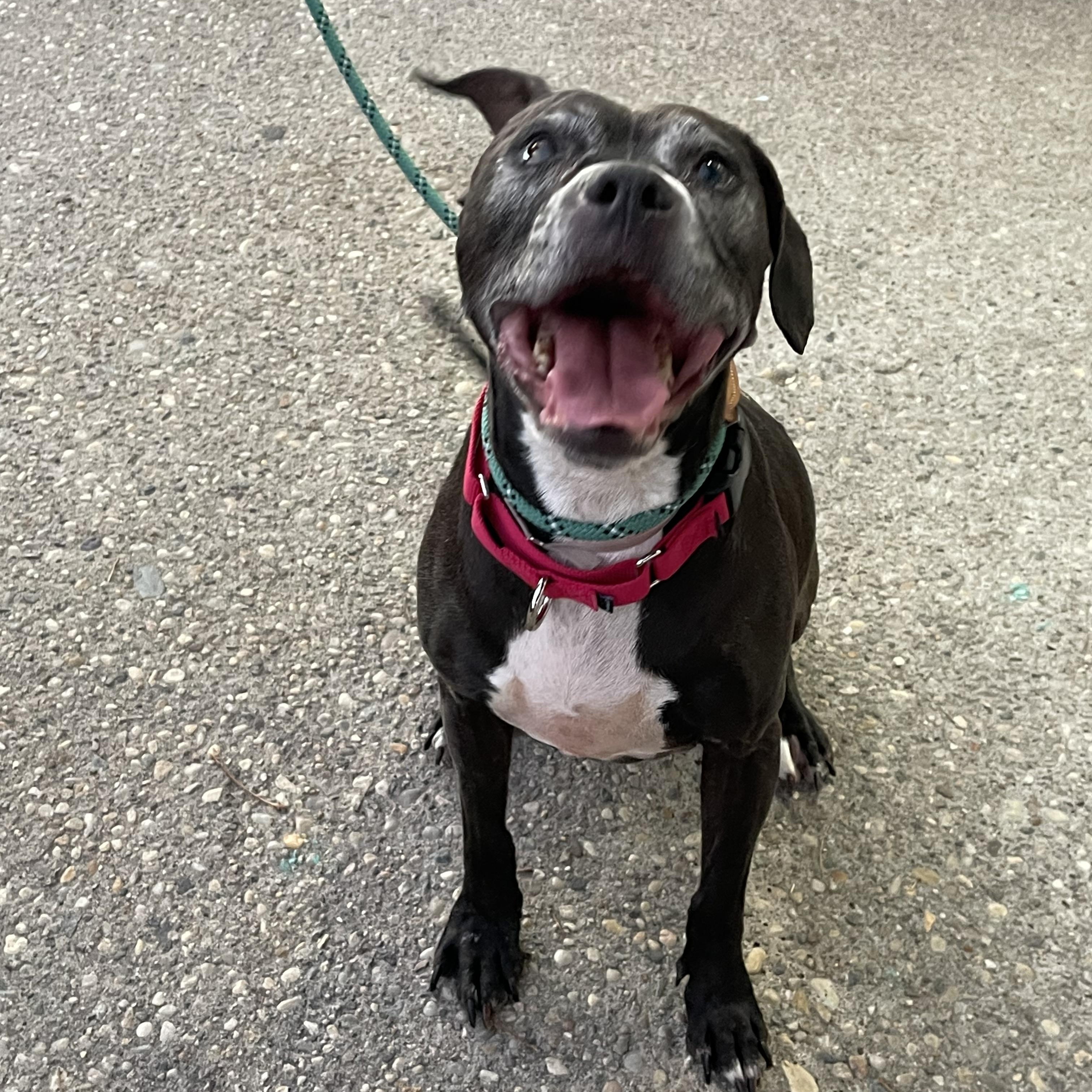 Gamora, a Adoptable mixed breed in Medford, NY image 3/6