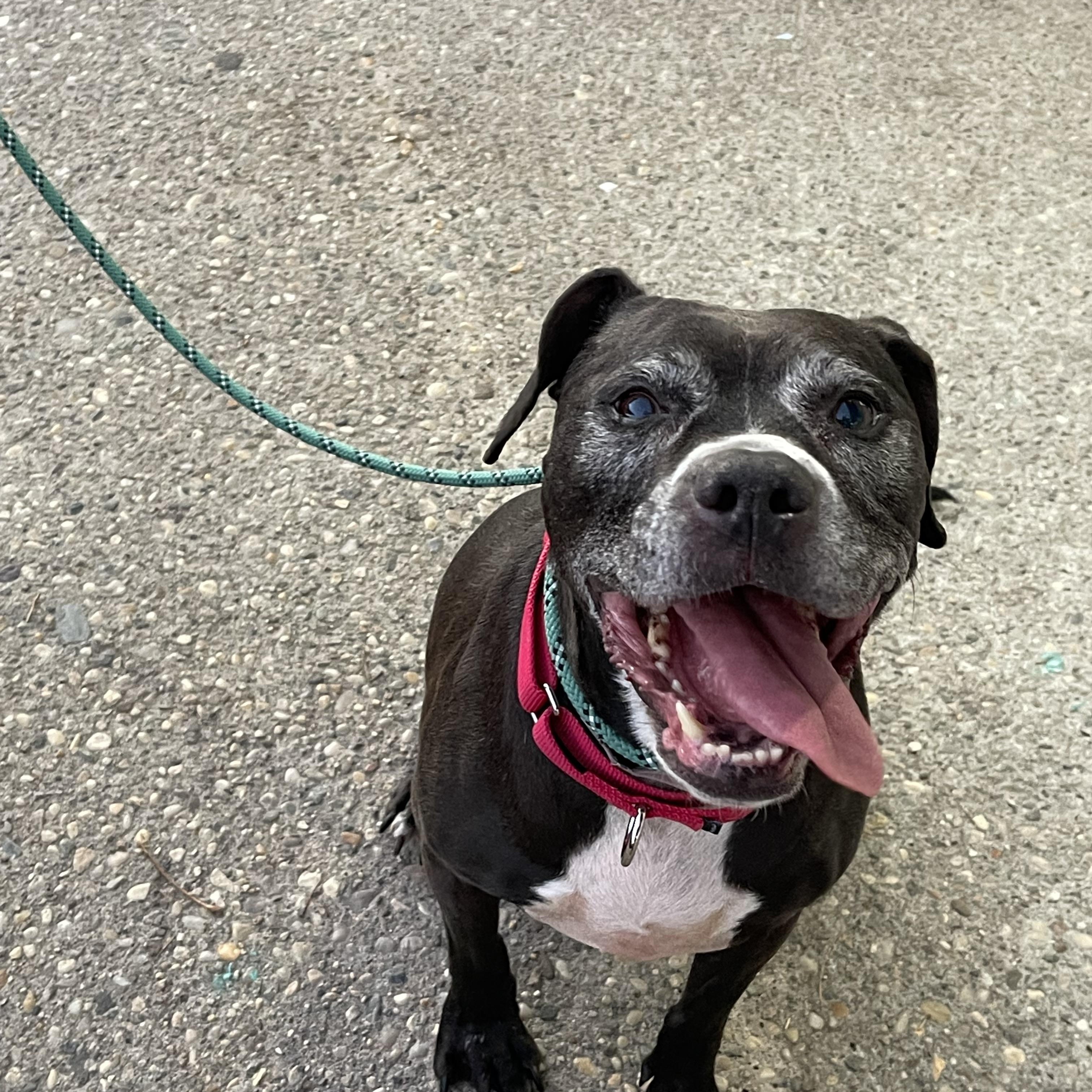 Gamora, a Adoptable mixed breed in Medford, NY image 2/6