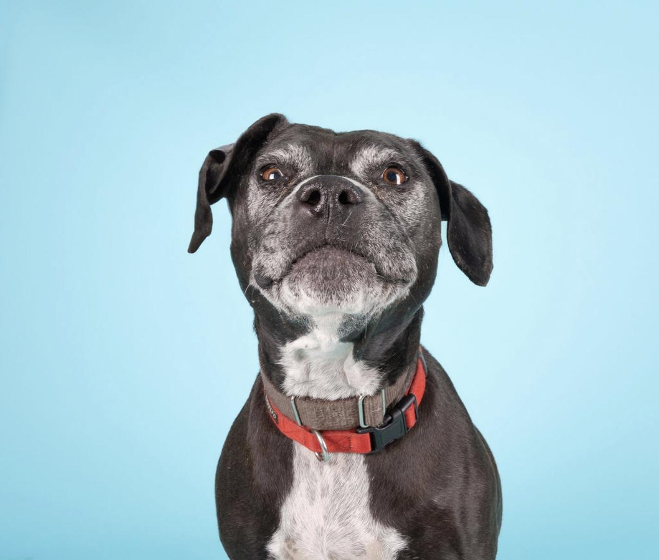 Gamora, a Adoptable mixed breed in Medford, NY image 1/6