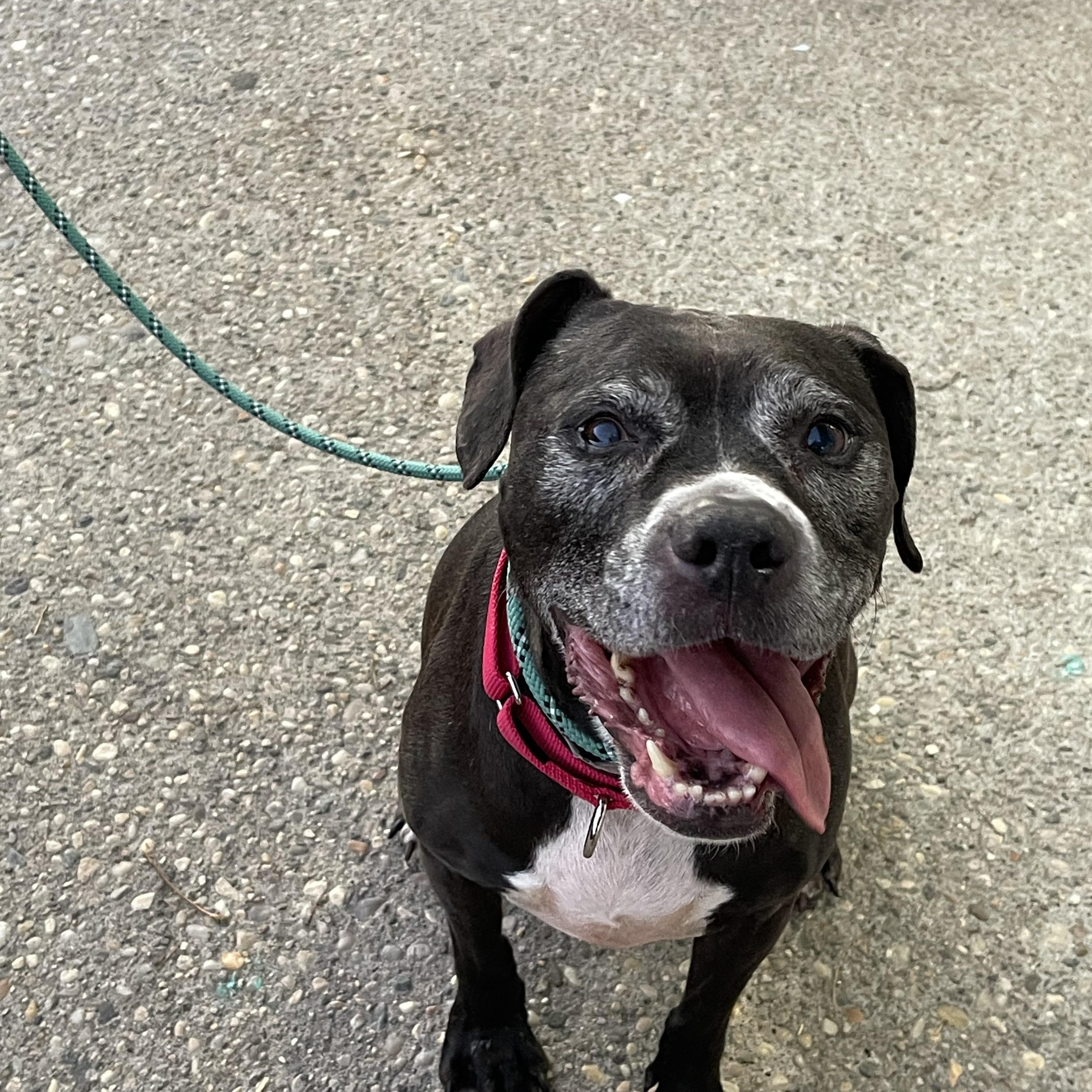 Gamora, a Adoptable mixed breed in Medford, NY image 4/6