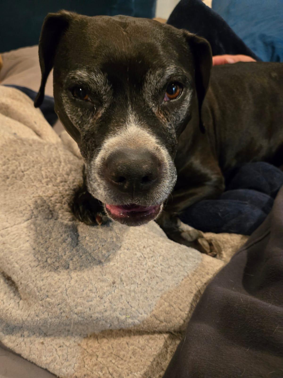 Gamora, a Adoptable mixed breed in Medford, NY image 5/6