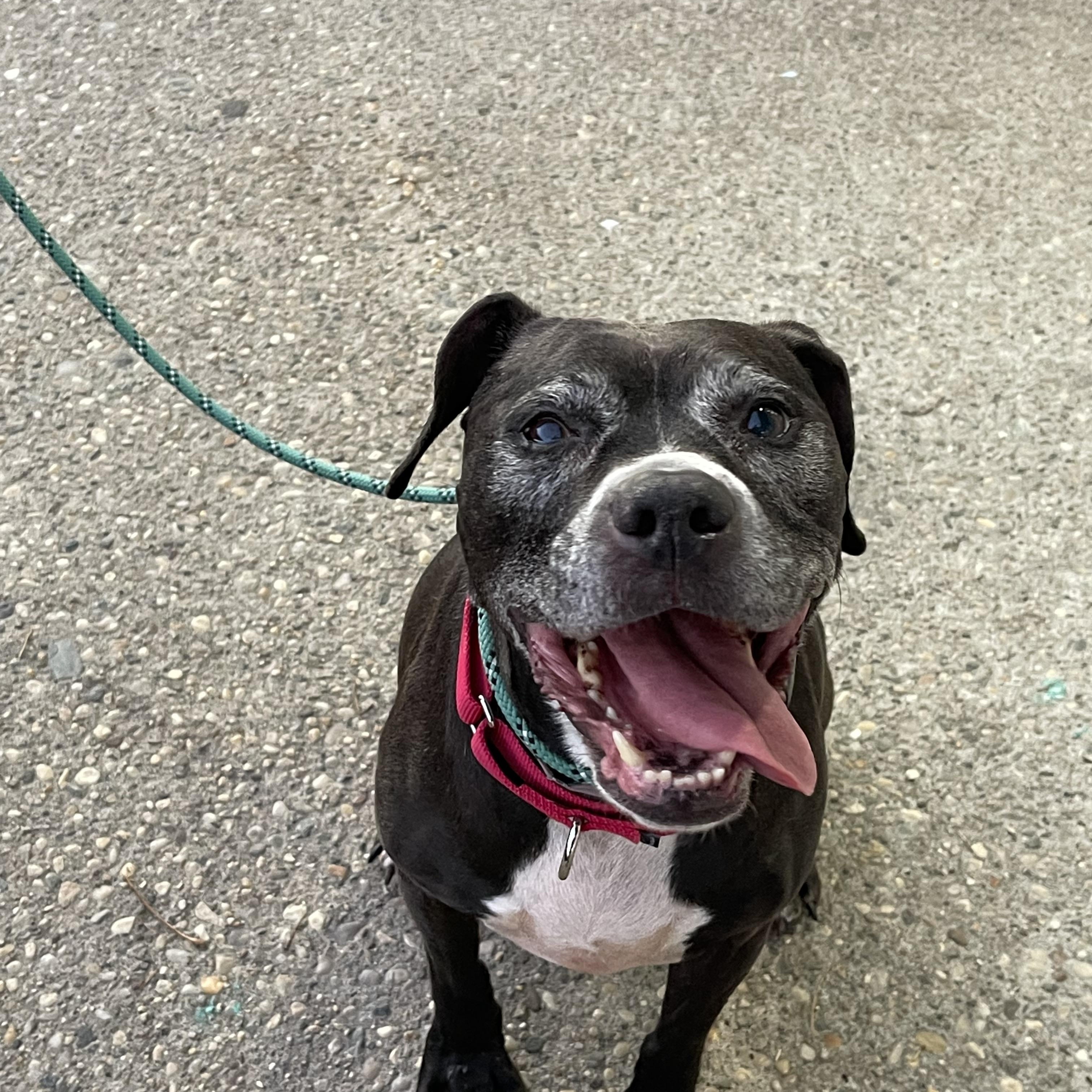 Gamora, a Adoptable mixed breed in Medford, NY image 6/6