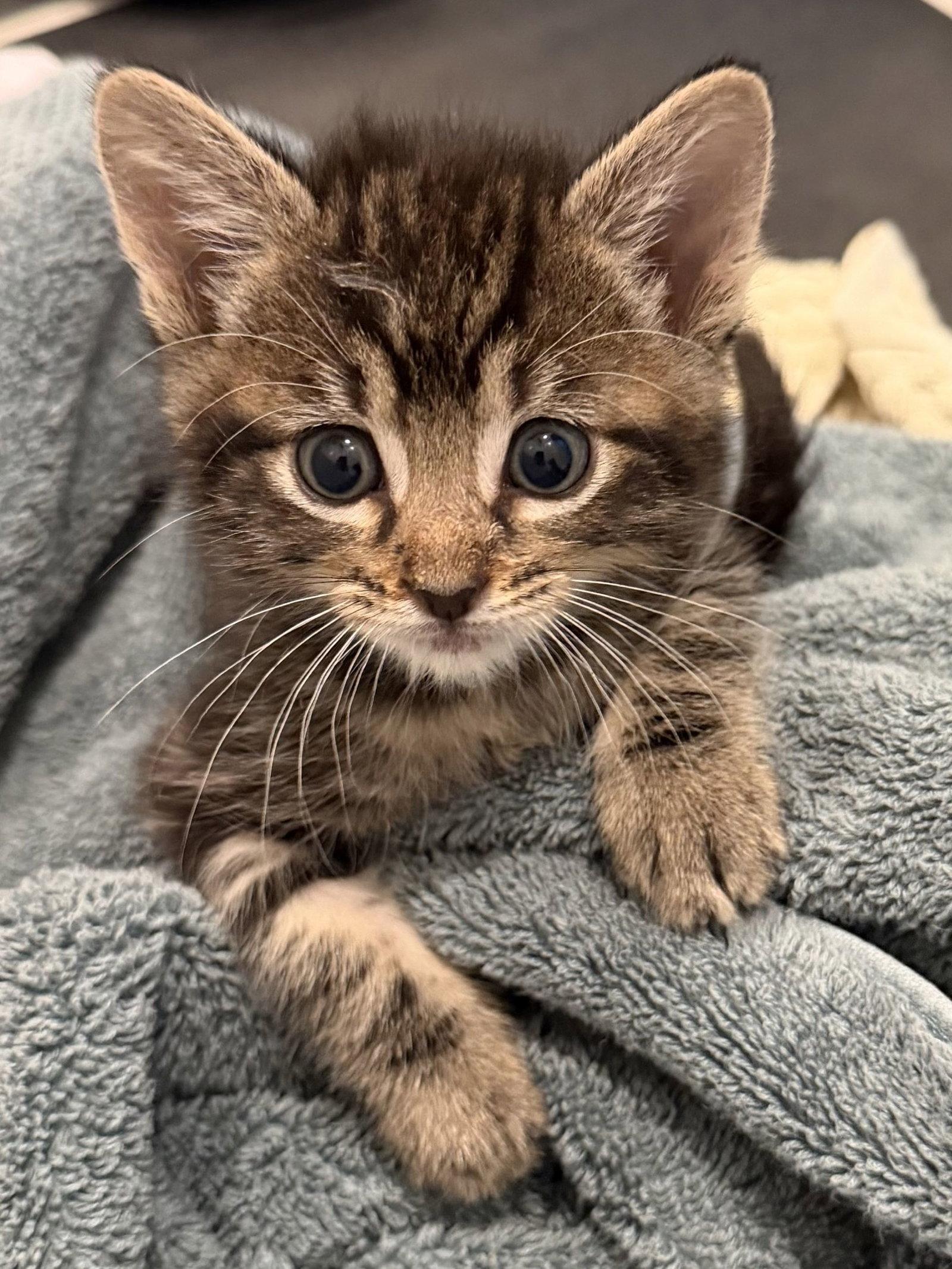 Enlarge Harry, a Adoptable Domestic Short Hair in Fort Worth, TX image 1/3