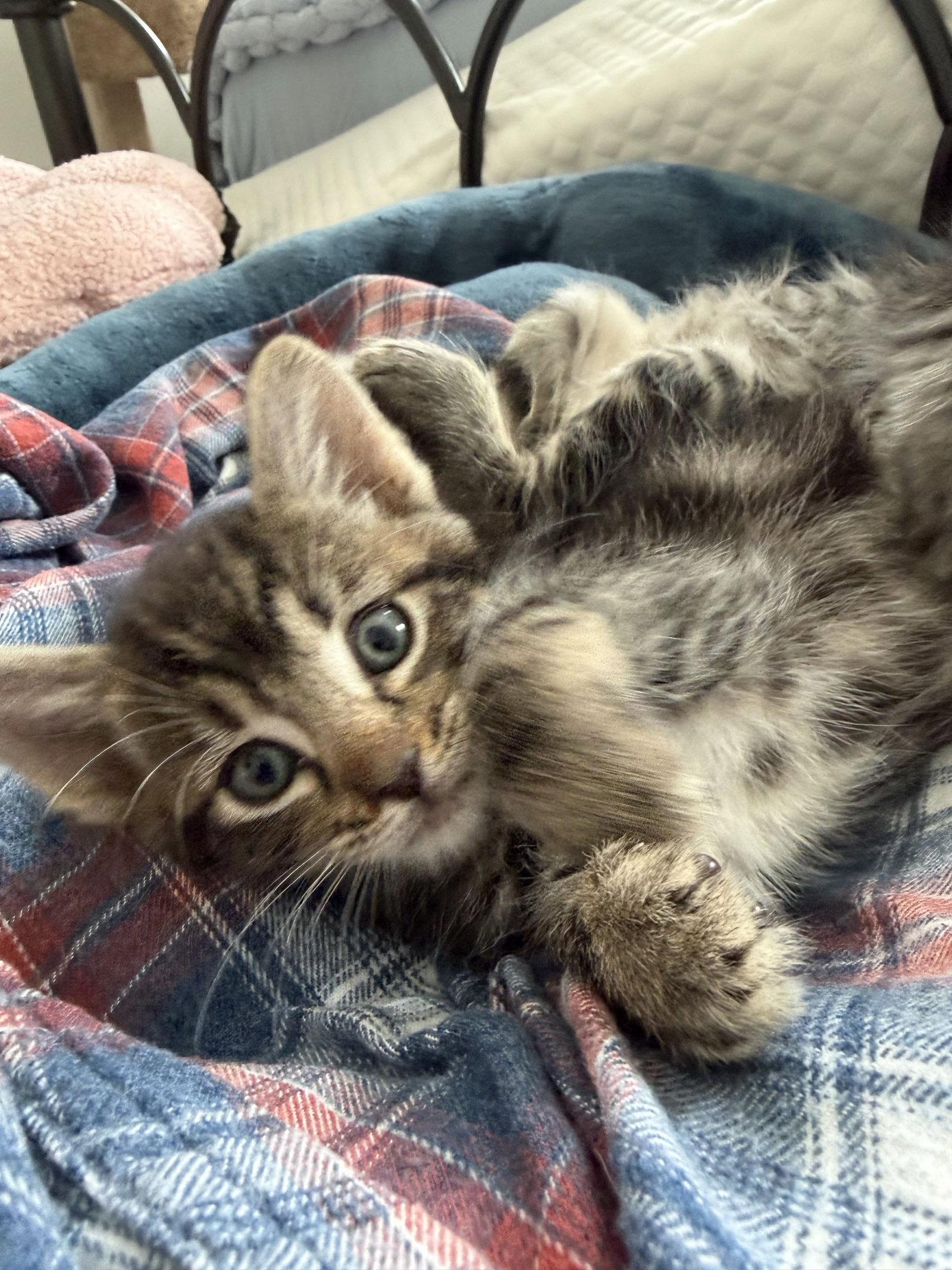 Enlarge Harry, a Adoptable Domestic Short Hair in Fort Worth, TX image 2/3