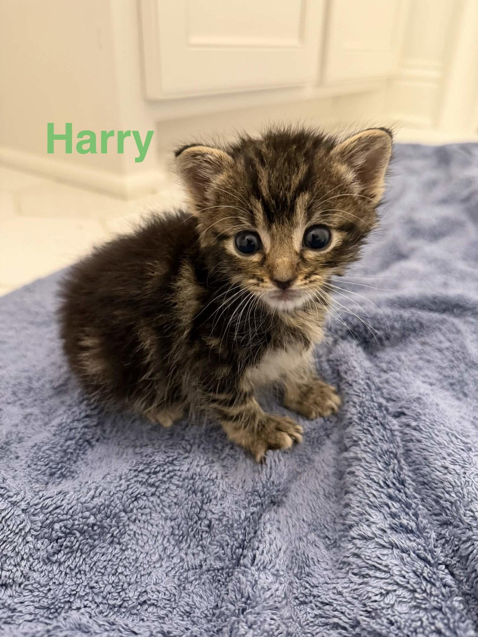 Enlarge Harry, a Adoptable Domestic Short Hair in Fort Worth, TX image 3/3