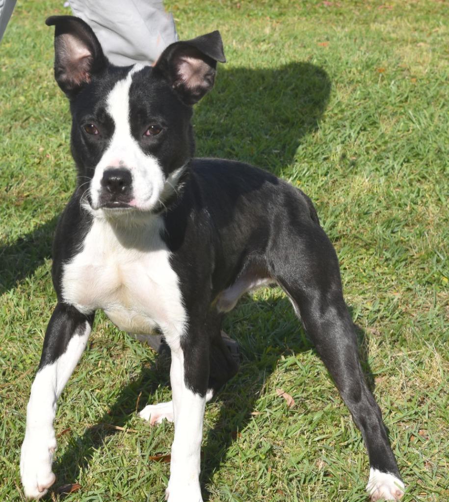 Enlarge Spaghetti, a Adoptable mixed breed in Kingsland, GA image 3/6