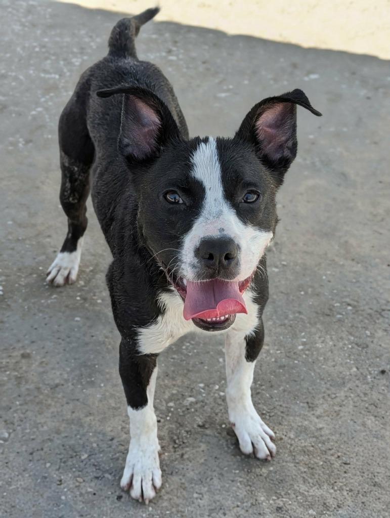 Enlarge Spaghetti, a Adoptable mixed breed in Kingsland, GA image 5/6