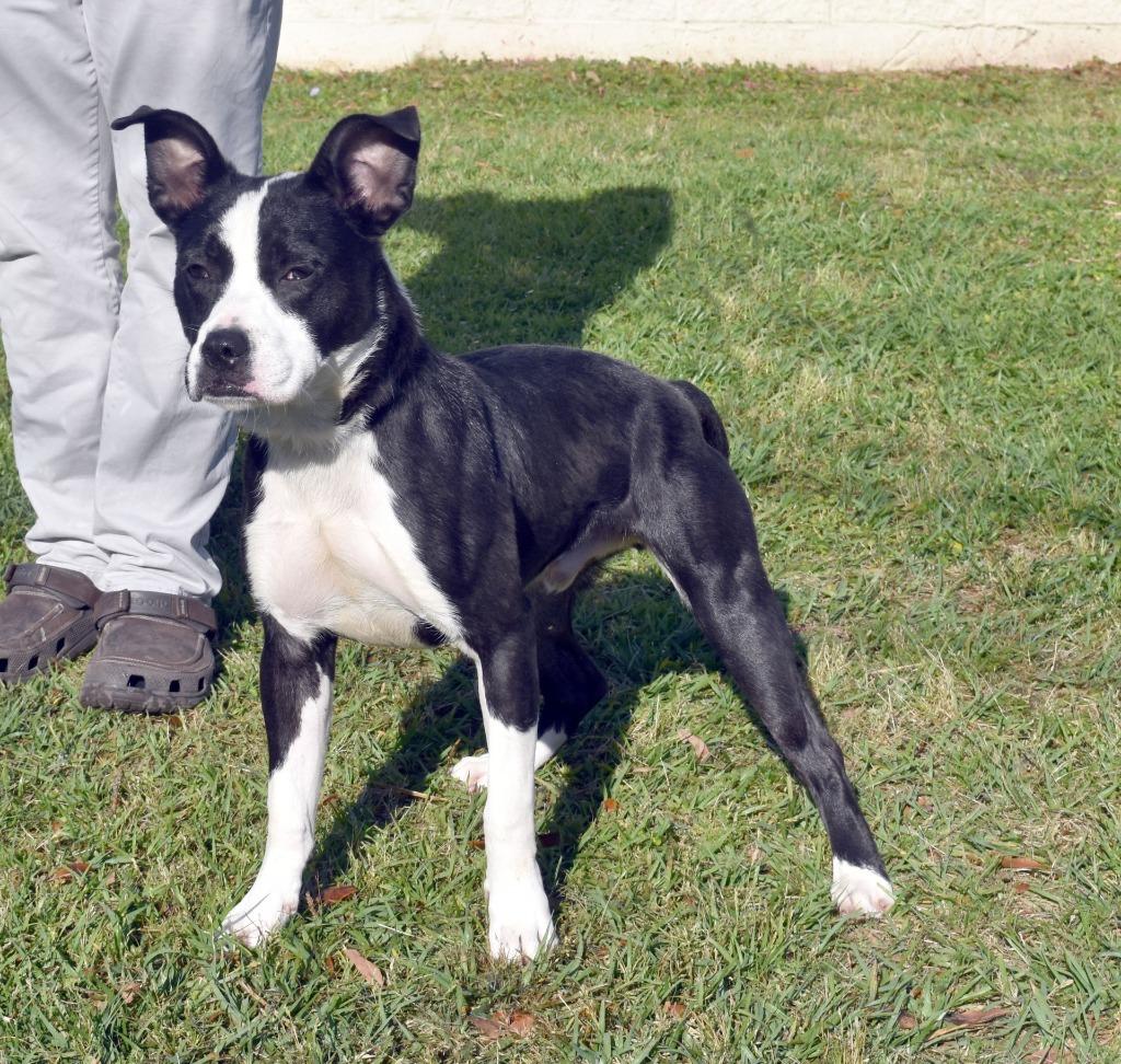 Enlarge Spaghetti, a Adoptable mixed breed in Kingsland, GA image 6/6