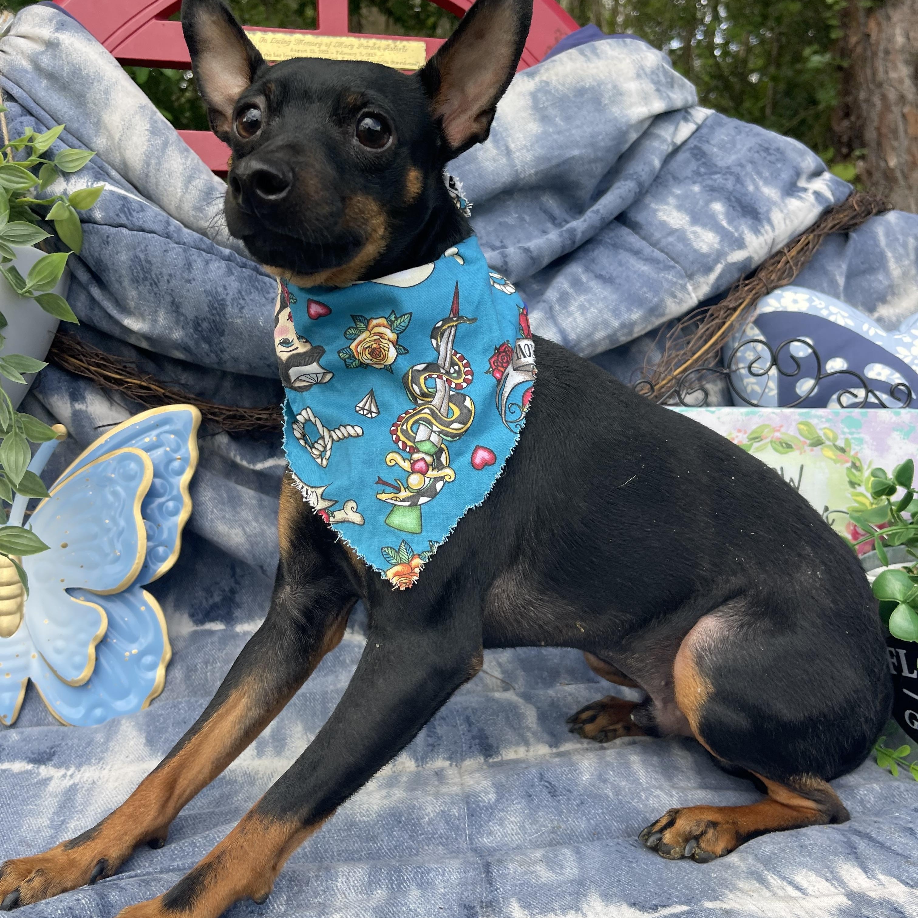 Enlarge Pepe, an adopted Miniature Pinscher in Sebring, FL image 4/5