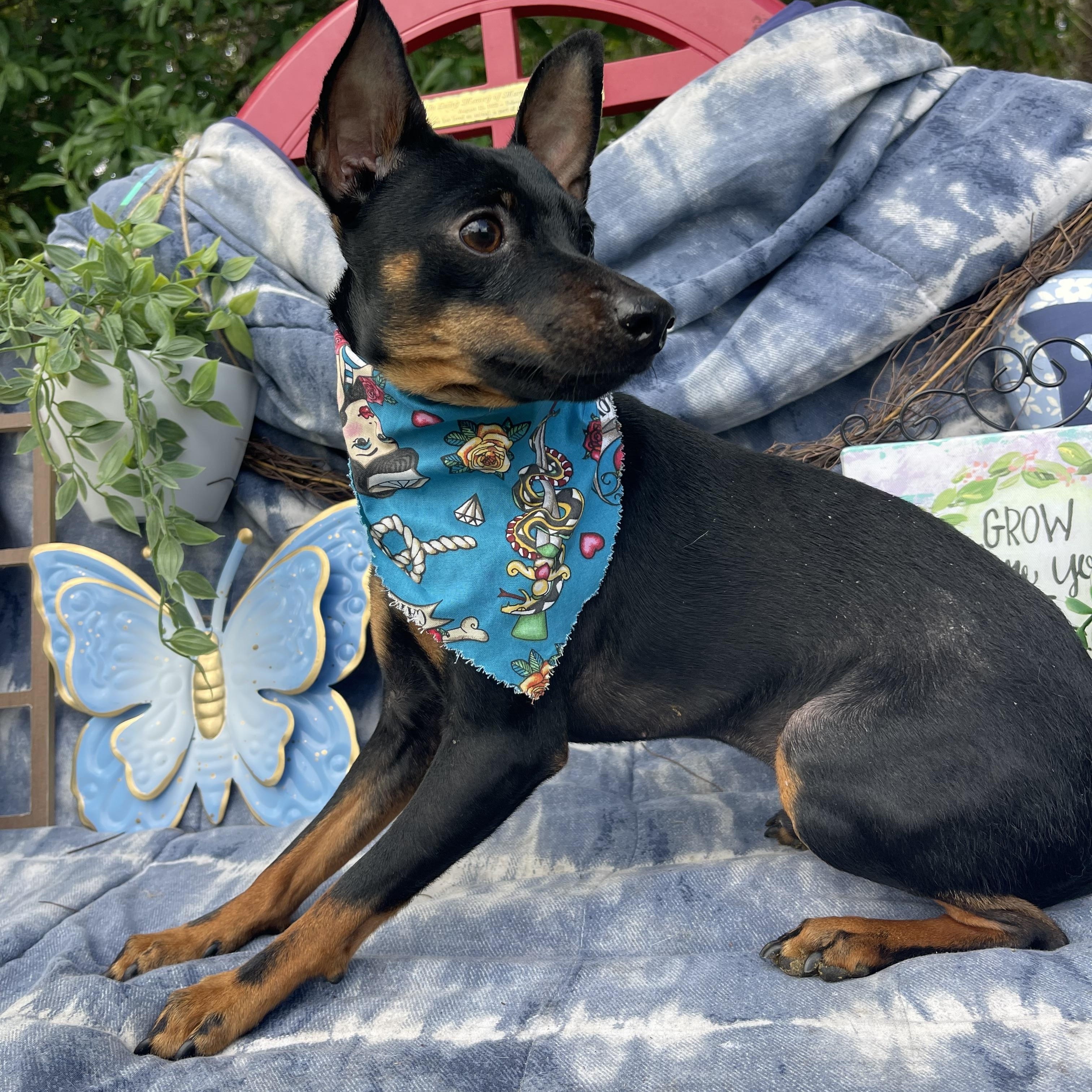 Enlarge Pepe, an adopted Miniature Pinscher in Sebring, FL image 2/5