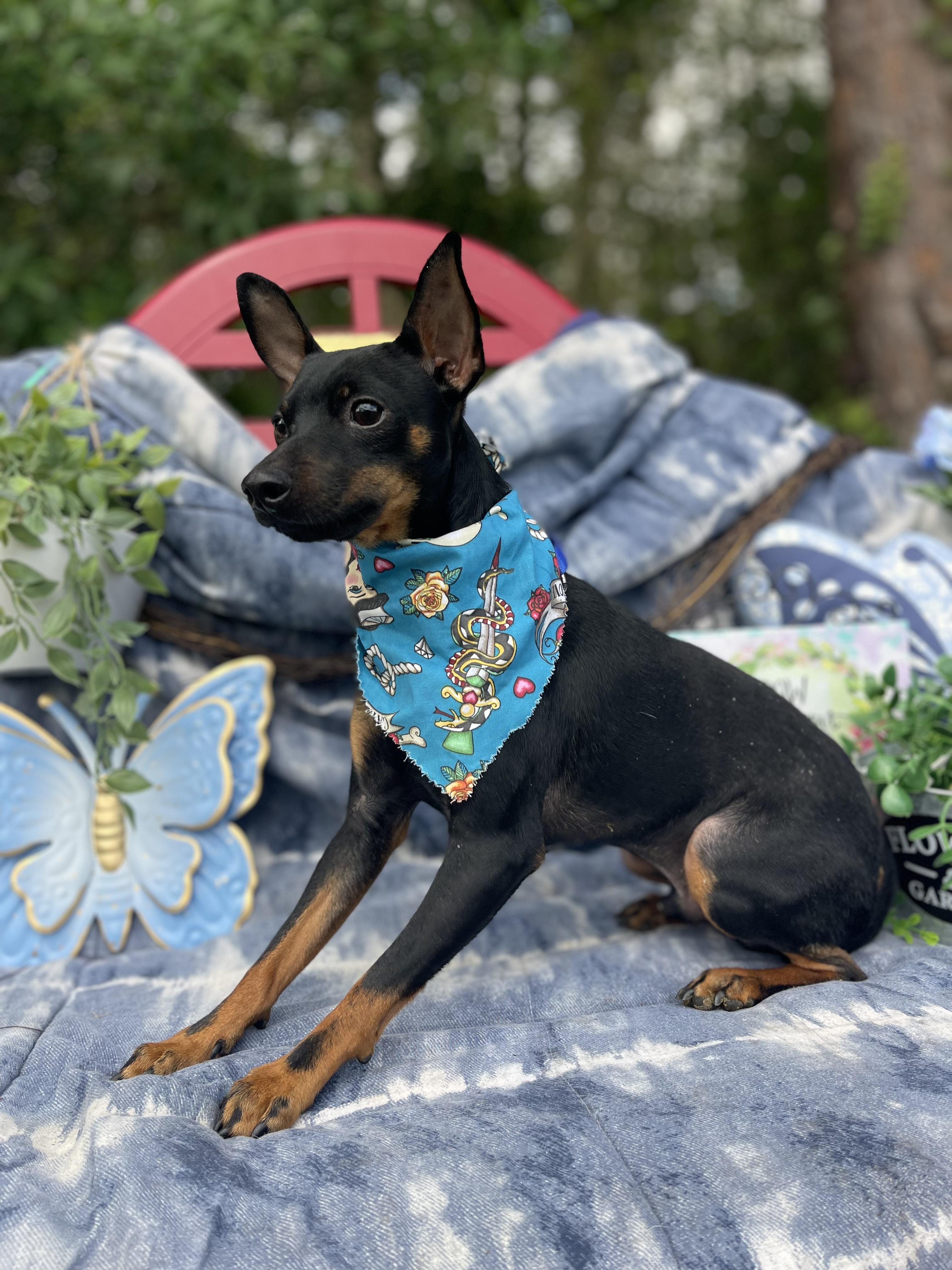 Enlarge Pepe, an adopted Miniature Pinscher in Sebring, FL image 5/5