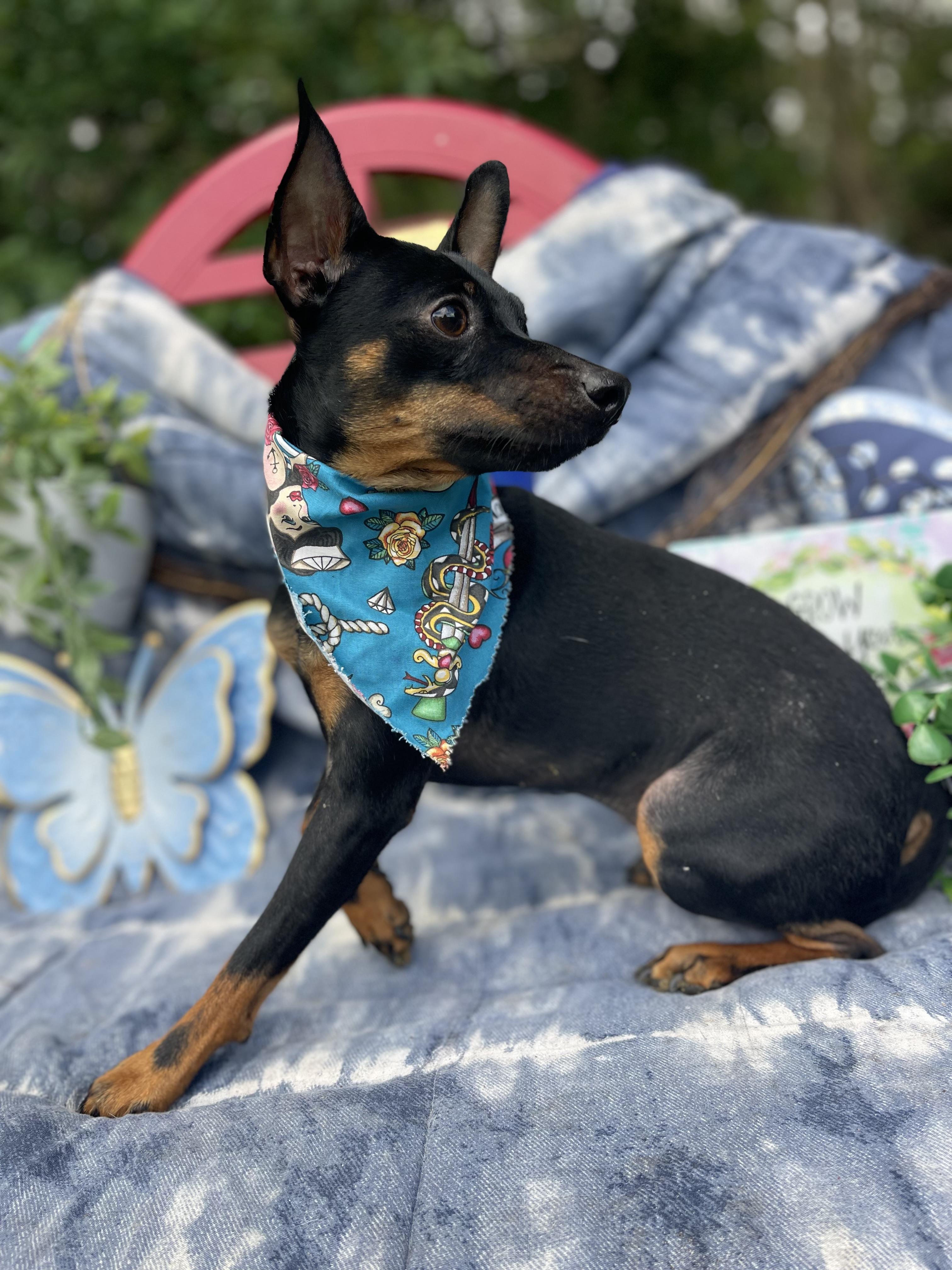 Enlarge Pepe, an adopted Miniature Pinscher in Sebring, FL image 3/5