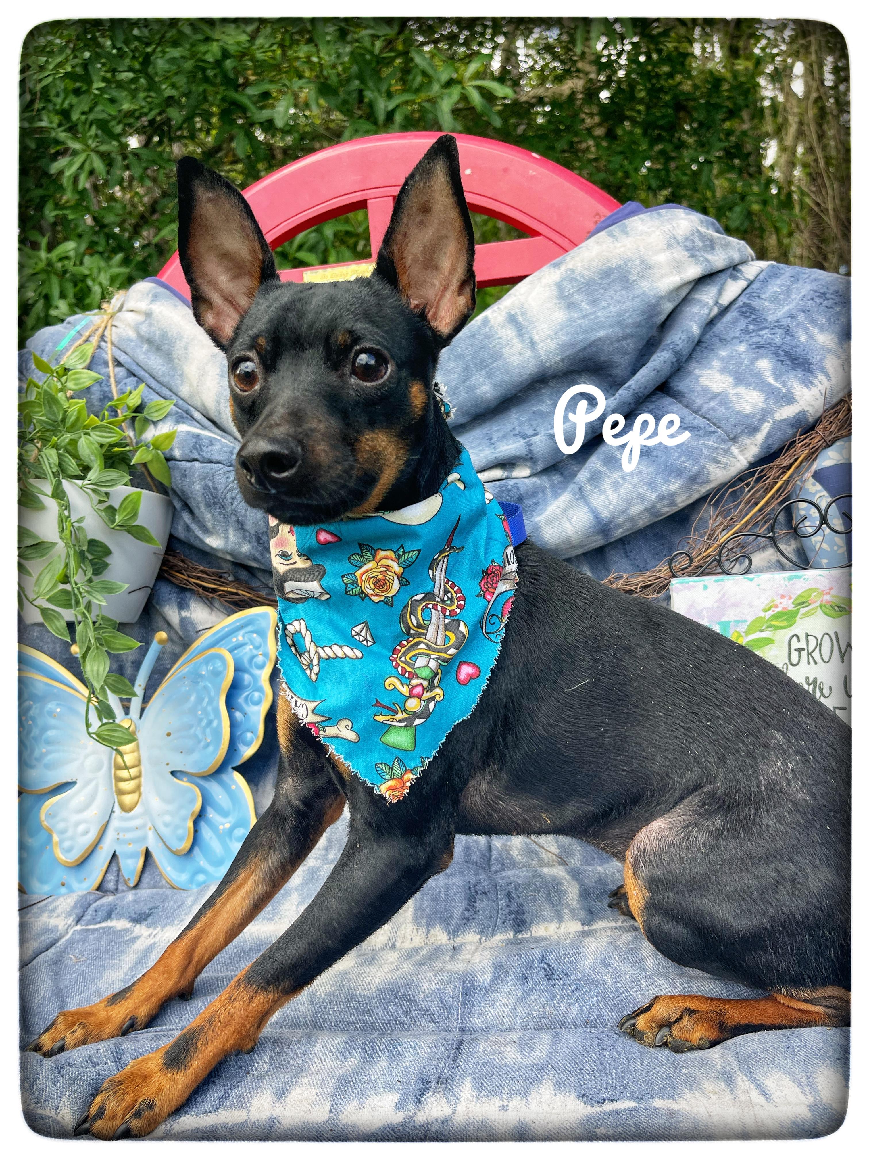 Enlarge Pepe, an adopted Miniature Pinscher in Sebring, FL image 1/5