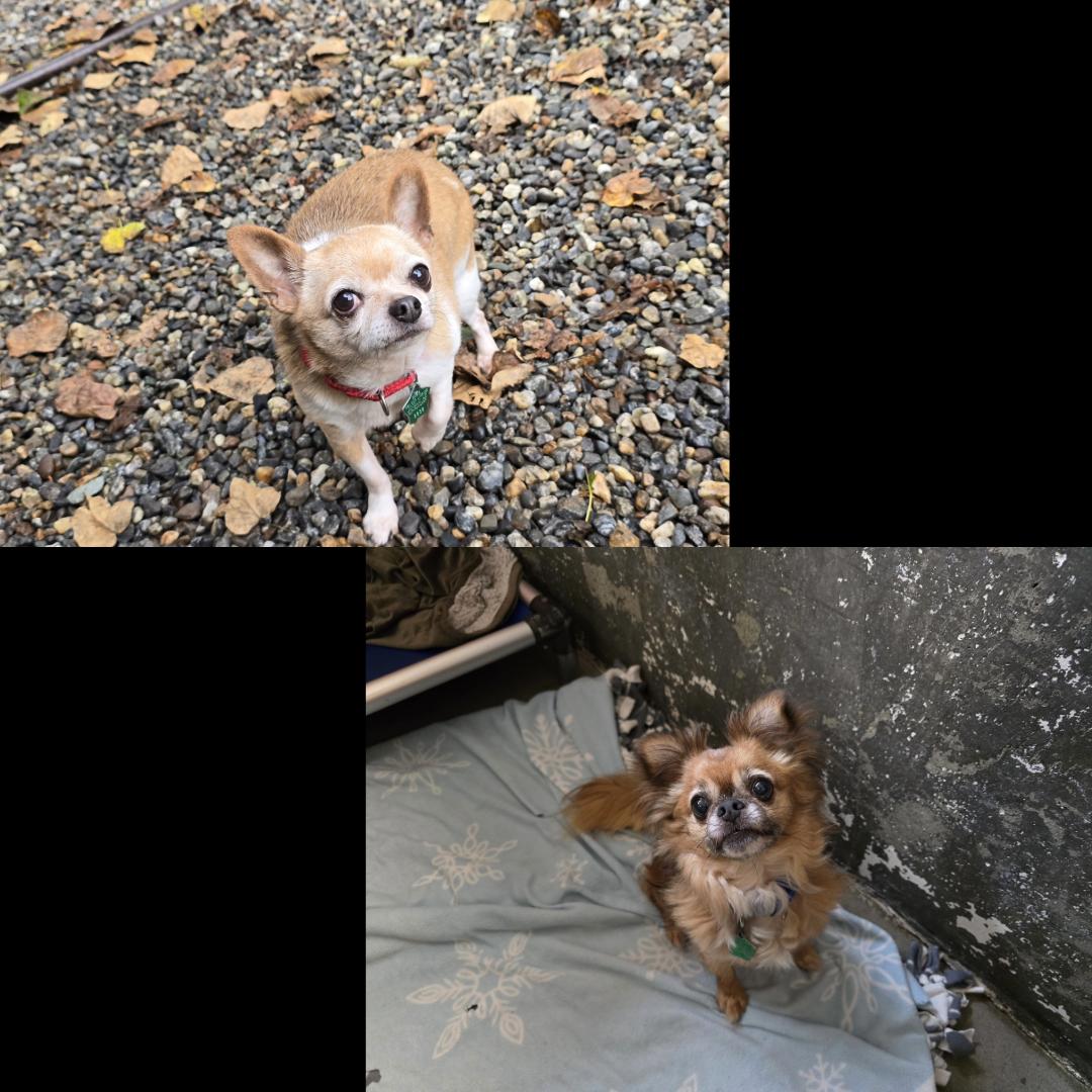 Dragon & Critter photo 1