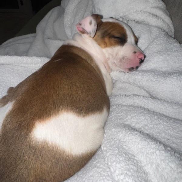 Cicada, Adoptable, Puppy Male Cattle Dog & Mixed Breed.