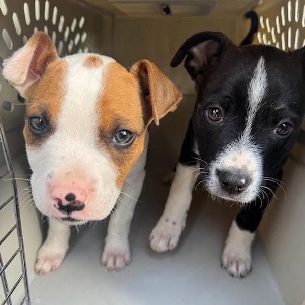 Enlarge Cicada, a Adoptable mixed breed in Tacoma, WA image 2/5