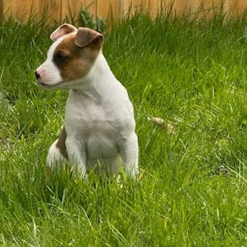 Enlarge Cicada, a Adoptable mixed breed in Tacoma, WA image 3/5