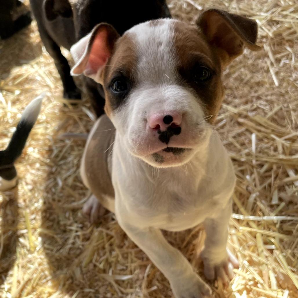Enlarge Cicada, a Adoptable mixed breed in Tacoma, WA image 4/5