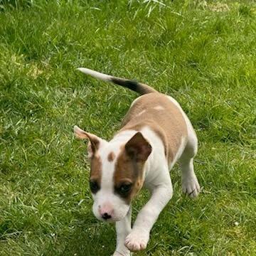 Enlarge Cicada, a Adoptable mixed breed in Tacoma, WA image 5/5