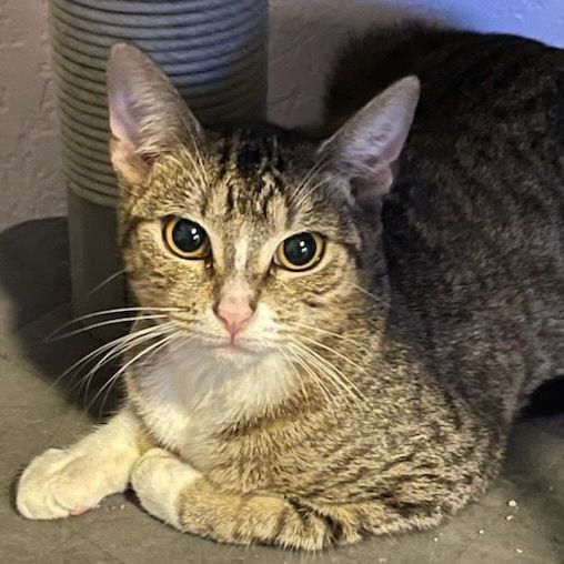 Mara, a Adoptable Tabby image 1/3