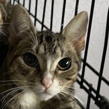 Mara, a Adoptable Tabby image 2/3