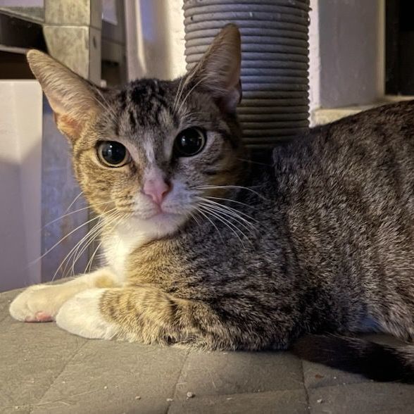 Mara, a Adoptable Tabby image 3/3