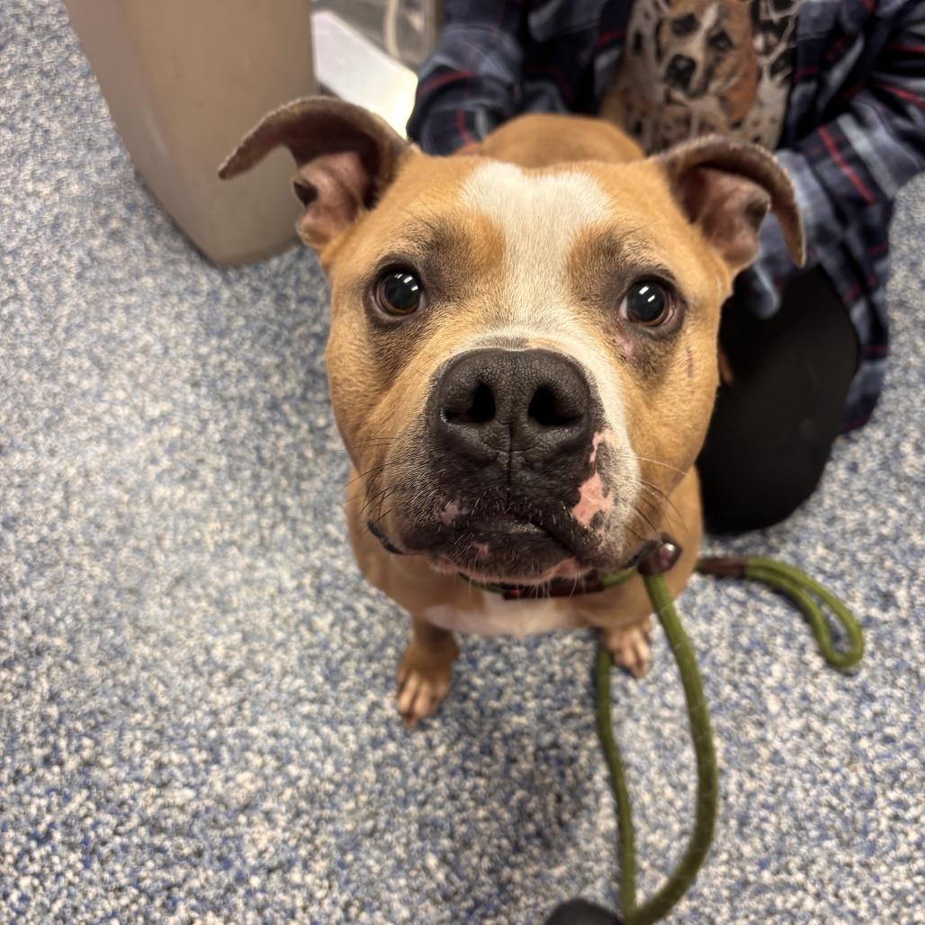 Bubba, Adoptable, Adult Male Pit Bull Terrier.