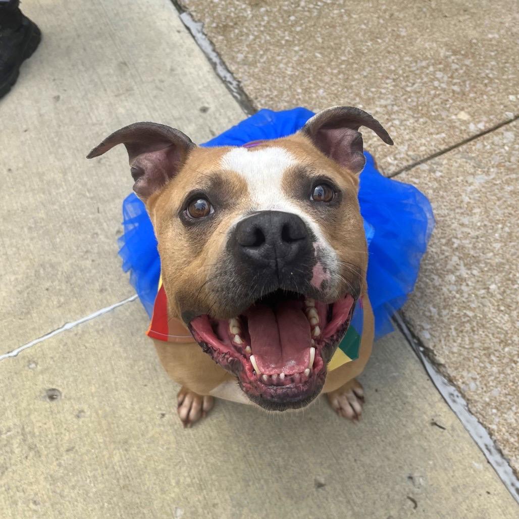 Bubba, a Adoptable Pit Bull Terrier in Belleville, IL image 2/6