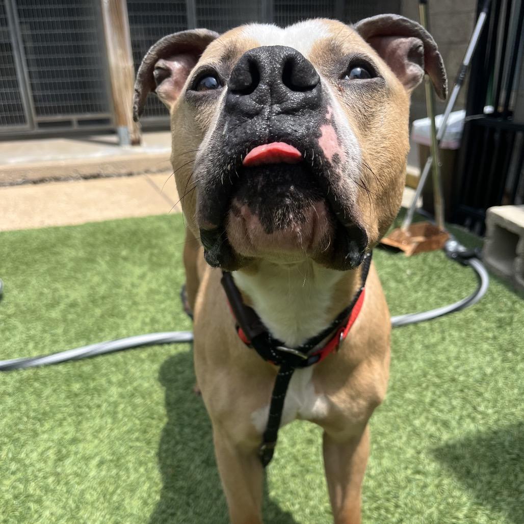 Bubba, a Adoptable Pit Bull Terrier in Belleville, IL image 3/6