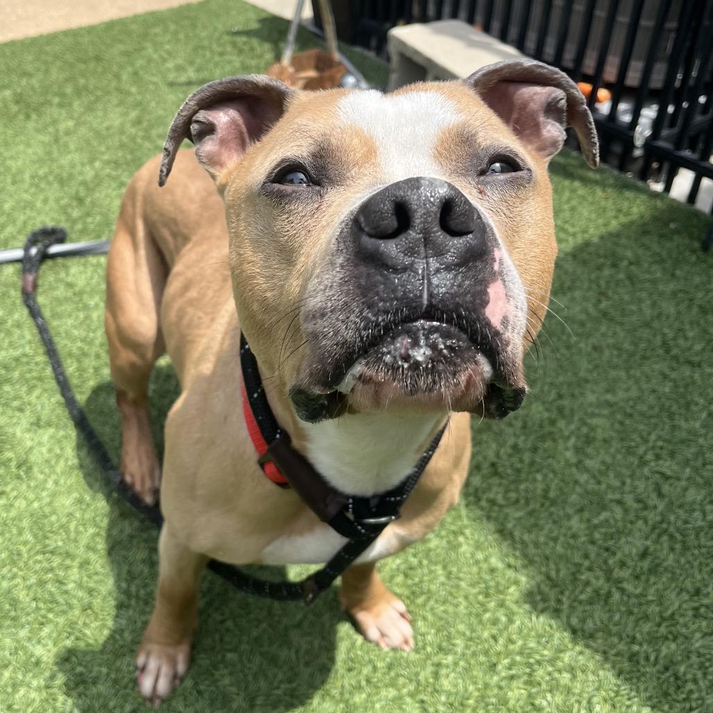 Bubba, a Adoptable Pit Bull Terrier in Belleville, IL image 4/6