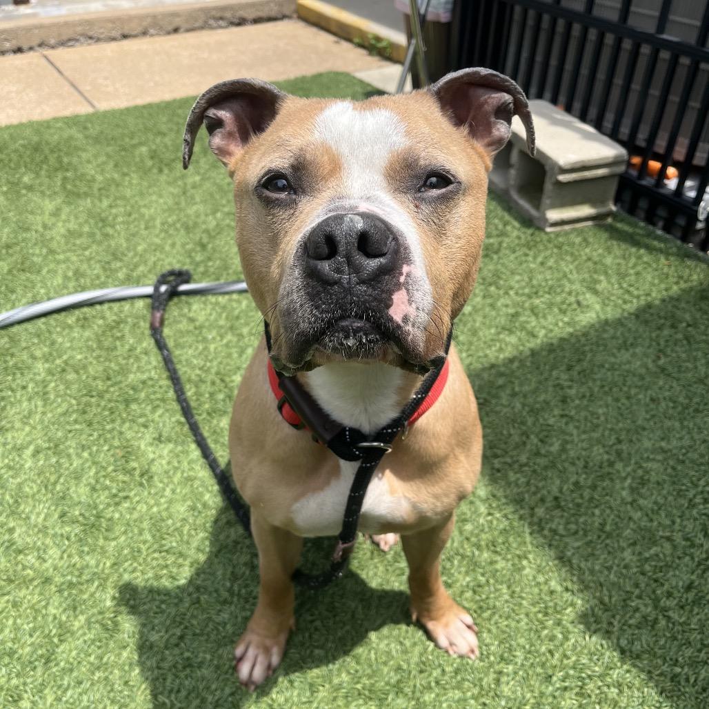 Bubba, a Adoptable Pit Bull Terrier in Belleville, IL image 5/6