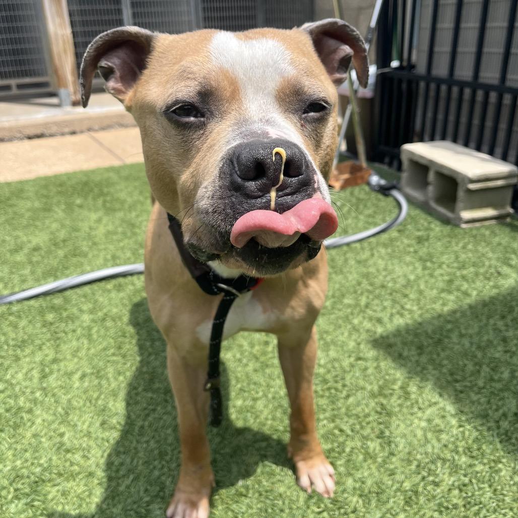 Bubba, a Adoptable Pit Bull Terrier in Belleville, IL image 6/6