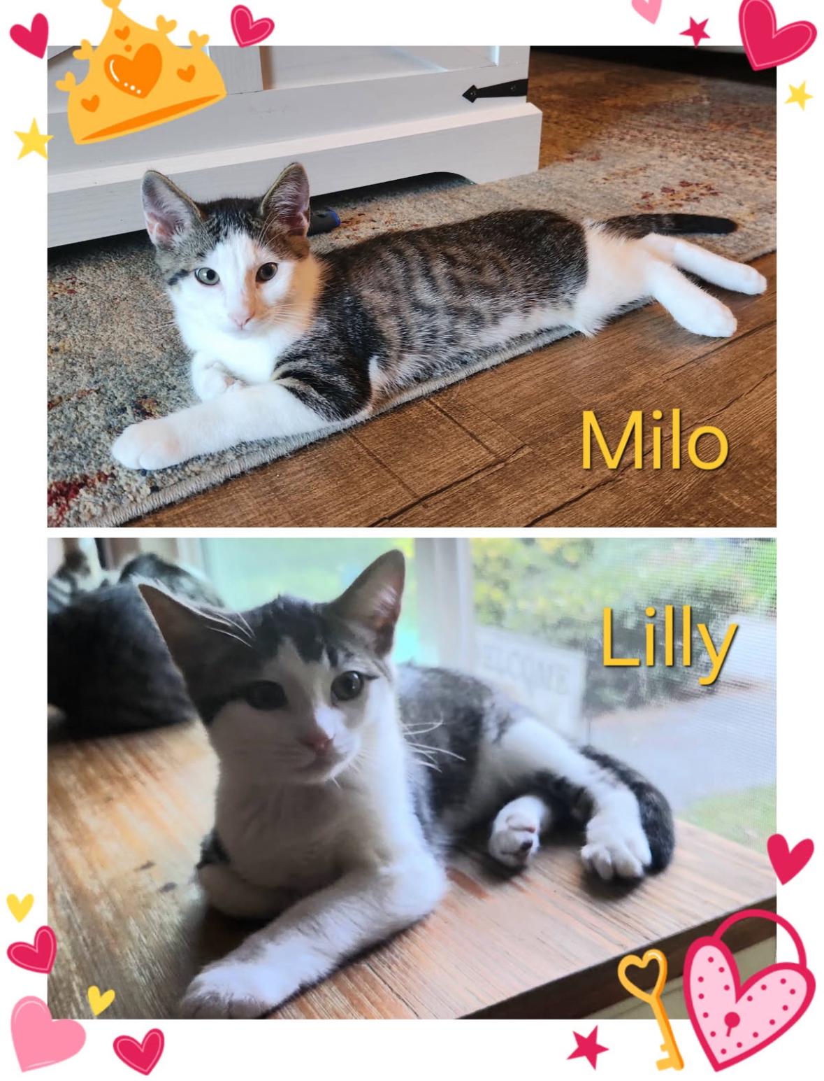 Milo and Lily, Adoptable, Young Male Tabby.
