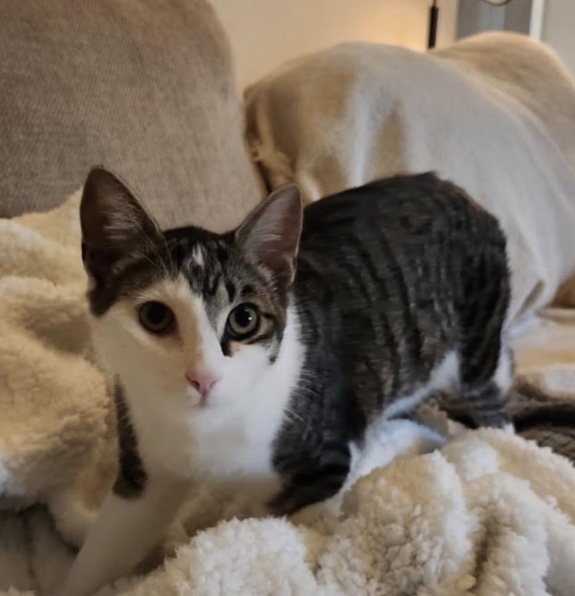 Milo and Lily, a Adoptable Tabby in Huntington Beach, CA image 2/3