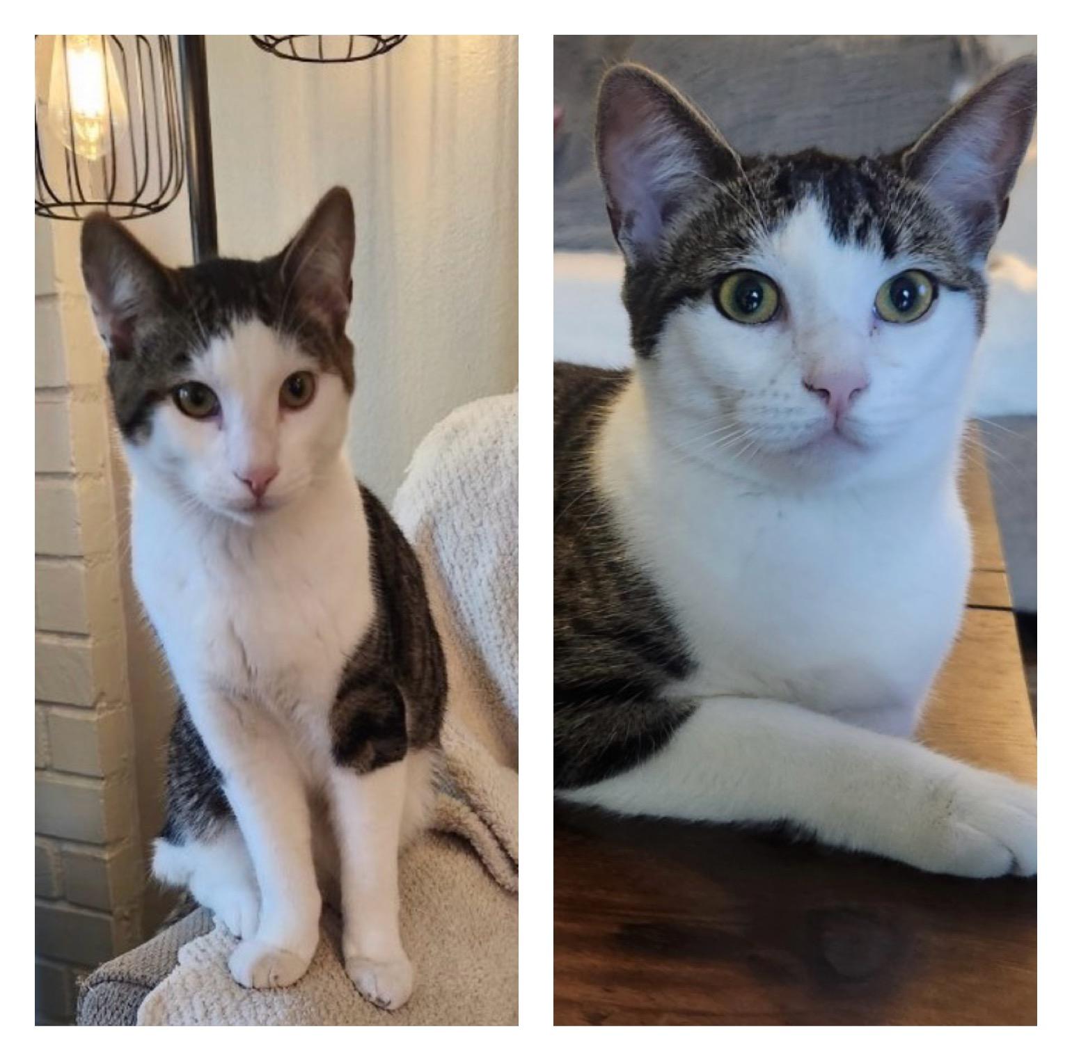 Milo and Lily, a Adoptable Tabby in Huntington Beach, CA image 3/3