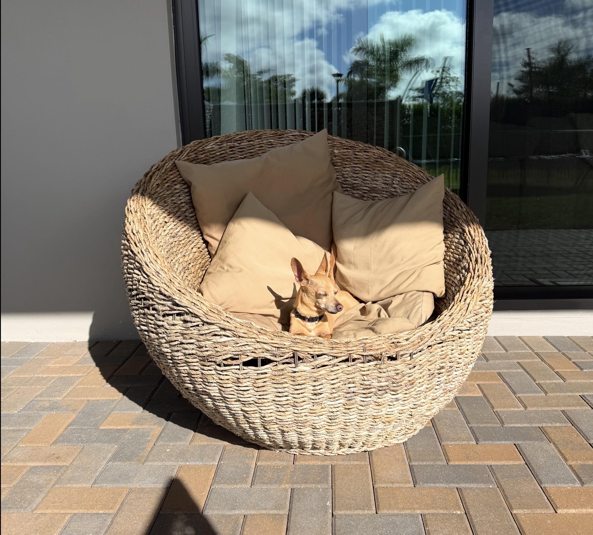 Enlarge Chewy, a ADOPTABLE Chihuahua in Palm springs, FL image 3/4