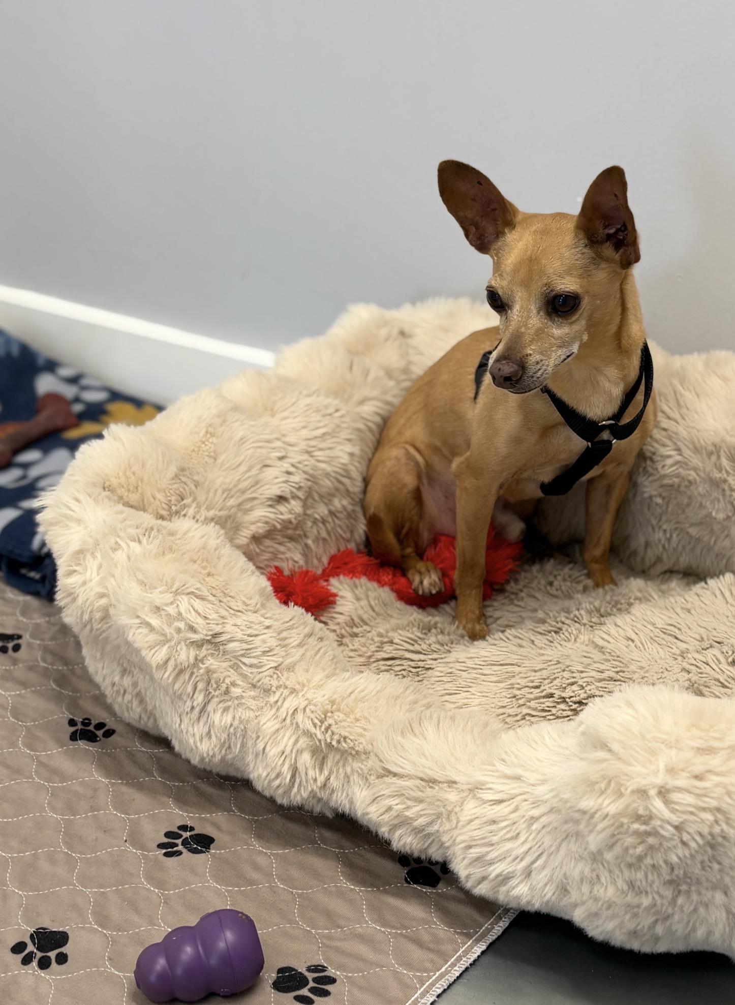 Chewy, ADOPTABLE, Senior Male Chihuahua.