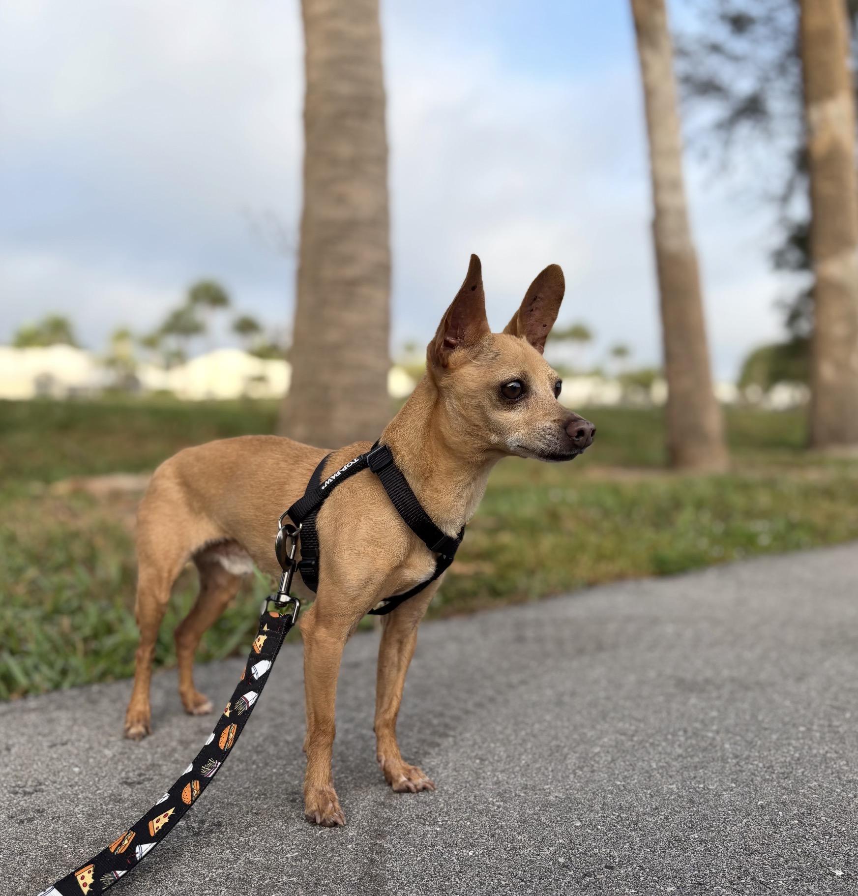 Enlarge Chewy, a ADOPTABLE Chihuahua in Palm springs, FL image 4/4