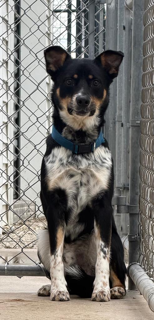 Turbo, Adoptable, Young Male Cattle Dog & Mixed Breed.