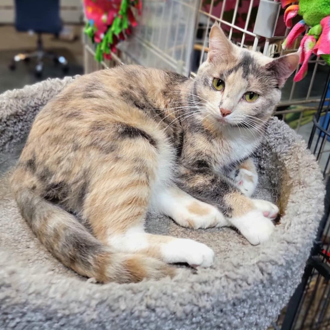 Kendra, a Adoptable Domestic Short Hair in Devils Lake, ND image 1/5