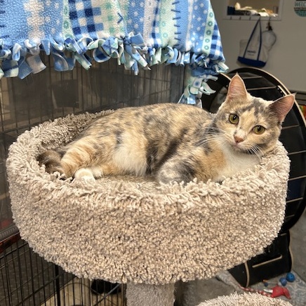 Kendra, a Adoptable Domestic Short Hair in Devils Lake, ND image 2/5