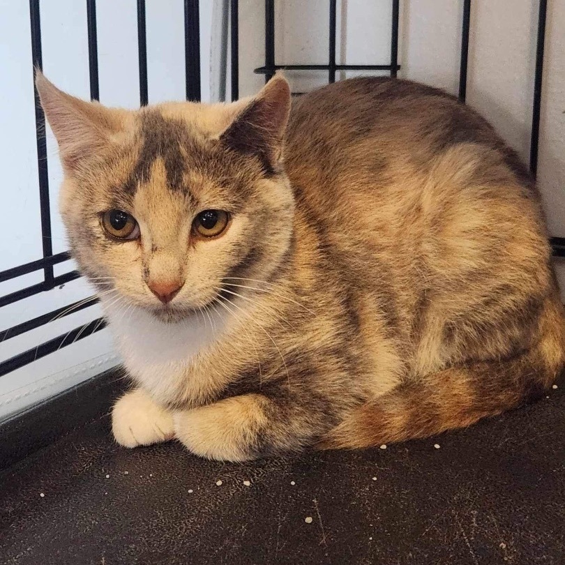 Kendra, a Adoptable Domestic Short Hair in Devils Lake, ND image 5/5