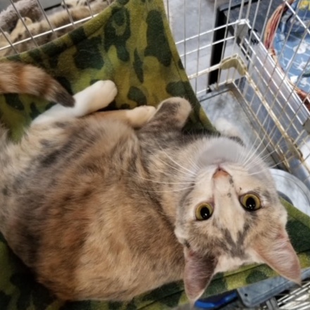 Kendra, a Adoptable Domestic Short Hair in Devils Lake, ND image 3/5