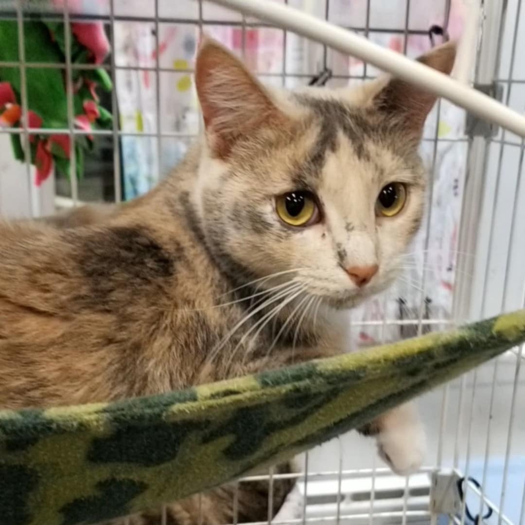 Kendra, a Adoptable Domestic Short Hair in Devils Lake, ND image 4/5