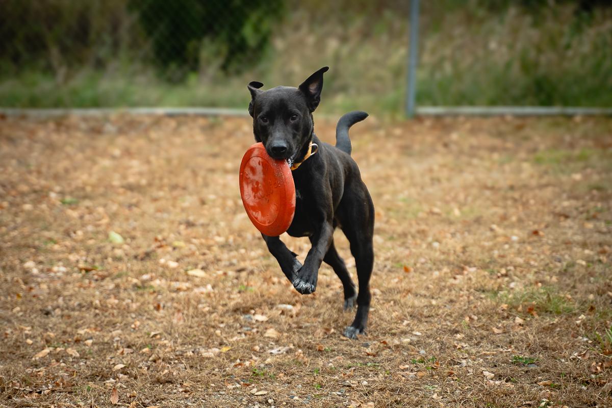 Enlarge Sheila, an adoptable mixed breed in Buffalo, MN image 2/4