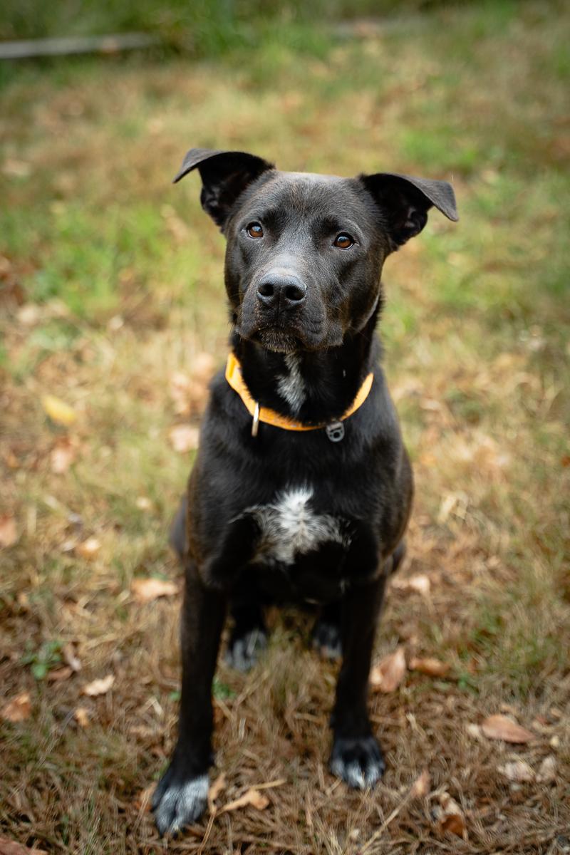 Enlarge Sheila, an adoptable mixed breed in Buffalo, MN image 3/4