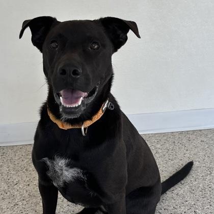 Enlarge Sheila, an adoptable mixed breed in Buffalo, MN image 4/4